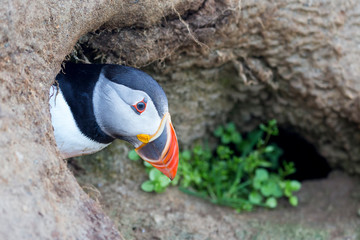 Fototapeta premium Puffin coming out of the safety of a burrow on a cliff