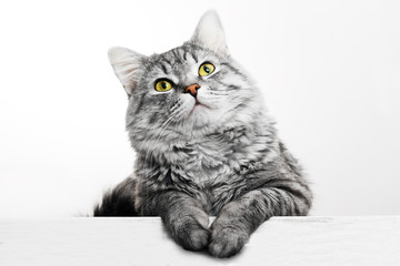 Funny large longhair gray tabby cute kitten with beautiful yellow eyes. Pets and lifestyle concept. Lovely fluffy cat on grey background. - Powered by Adobe