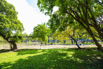 Fototapeta na wymiar Green scenery of city public park