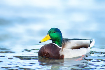 wild duck Drake swims in blue water.