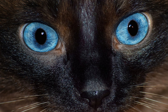 serious surprised look of Siamese cat close-up.