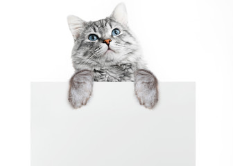 Funny gray tabby kitten showing placard with space for text. Lovely fluffy surprised cat holding...