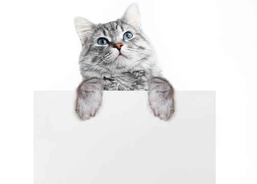 Funny gray tabby kitten showing placard with space for text. Lovely fluffy surprised cat holding signboard on isolated background. Top of head of cat with paws up, peeking over a blank white banner.