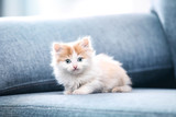 Cute kitten sitting on grey sofa
