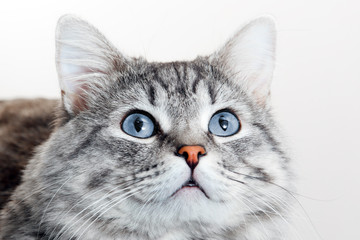 Funny large longhair gray tabby cute kitten with beautiful blue eyes. Pets and lifestyle concept. Lovely fluffy cat on grey background.