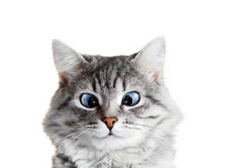 Close up view of funny smiling gray tabby cute kitten with big eyes. Pets and lifestyle concept. Portrait of lovely fluffy cat.