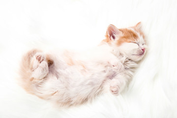 Naklejka na ściany i meble Cute kitten lying on white carpet