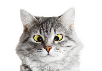 Close up view of funny smiling gray tabby cute kitten with big eyes. Pets and lifestyle concept. Portrait of lovely fluffy cat.