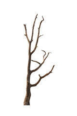 Dry tree dead on  white background
