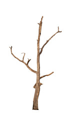 Dry tree dead on  white background