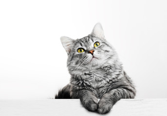 Funny large longhair gray tabby cute kitten with beautiful yellow eyes. Pets and lifestyle concept. Lovely fluffy cat on grey background.