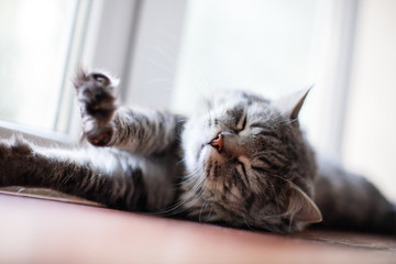 Lazy lovely fluffy cat lying near the window. Gray tabby cute kitten with beautiful eyes relaxing on a window sill. Pets, pet care, love, lifestyle concept. Friend of human. Animal lover.