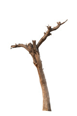 Dry tree dead on  white background