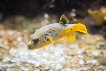 Puffer fish