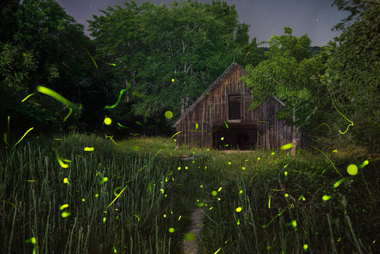 View of log cabin amidst trees in forest at night