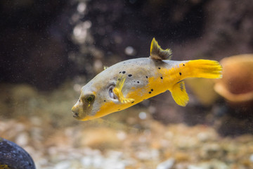 Puffer fish