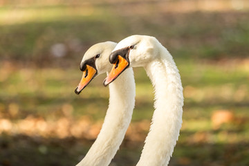 Pair of white swans