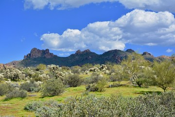 Fototapeta premium Superstition Mountains Mountain Wilderness Phoenix Arizona Desert