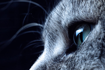 Close up view of beautiful green cat's eye. Gray cat on dark background. Beautiful textured fur....