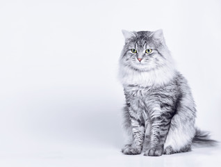 Funny large longhair gray tabby cute kitten with beautiful eyes. Pets and lifestyle concept. Lovely fluffy cat on grey background.