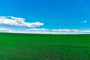 Fototapeta na wymiar Wheat field . green field with ears of wheat in the summer 