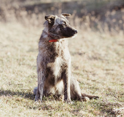 Happy adopted stray dog  