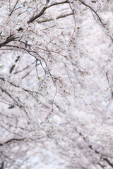 桜並木