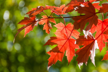 Fototapeta premium Crimson Maple Leaves Exhibiting the Elegance of Autumn
