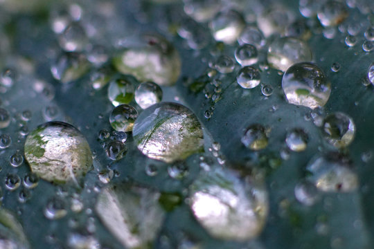 Makro Wassertropfen auf  einem Hostablatt