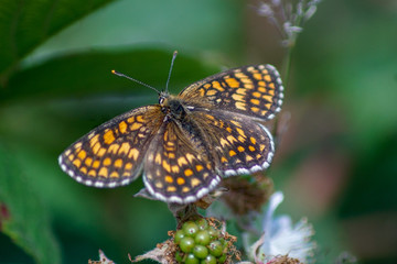 Makroaufnahme eines  Scheckenfalter Schmetterling (Melitaea athalia) auf einer Blüte