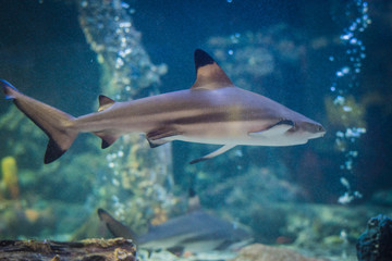 Blacktip Shark