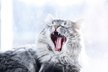 Lazy funny lovely fluffy cat lying near the window. Gray tabby cute kitten with beautiful eyes relaxing on window sill. Pets, pet care, good morning, sleep concept. Friend of human. Sunny day.