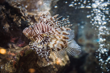 Red Lionfish