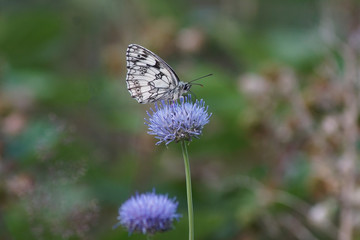 Makroaufnahme eines Schachbrett Schmetterling auf einer  blauen Blüte
