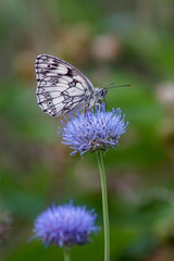 Makroaufnahme eines Schachbrett Schmetterling auf einer  blauen Blüte