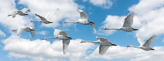 Swans in flight