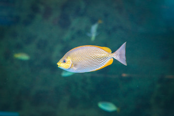 Java rabbitfish