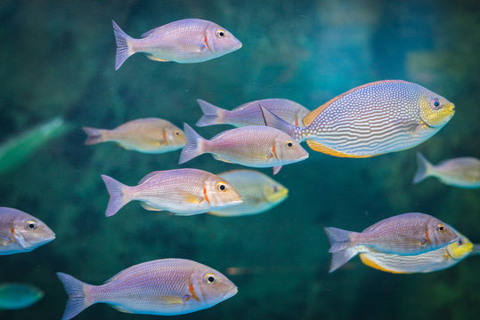 Pink ear emperor fish and java rabbitfish