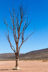 Fototapeta na wymiar Desert tree