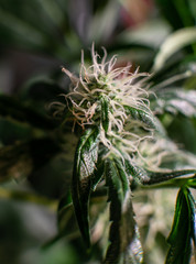 Flowering  marijuana in closeup. Medical strains of cannabis. Instagram resolution