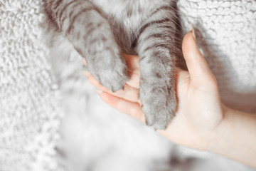 Cat's paws in human palms. Woman holding her lovely fluffy cat. Help between the person and a cat. Gray tabby cute kitten.