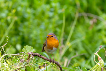 Robin redbreast (Erithacus rubecula) sitting on a branch in the spring forest