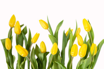 Beautiful yellow tulips with leaves isolated on white background. Spring flowers and plants.Holiday backgrounds