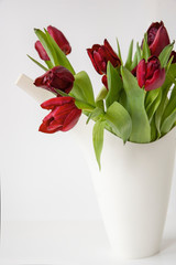 Beautiful red tulips with leaves isolated on white background. Spring flowers and plants.Holiday backgrounds