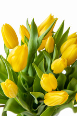 Naklejka premium Beautiful yellow tulips with leaves isolated on white background. Spring flowers and plants.Holiday backgrounds