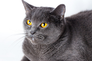 Portrait of a british smooth-haired blue cat close-up