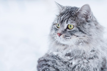 Lovely fluffy cat with big beautiful eyes walking on fresh white deep snow, outdoors. Gray cute kitten walks in winter park on a cold snowy winter day. Seasons, pets concept.