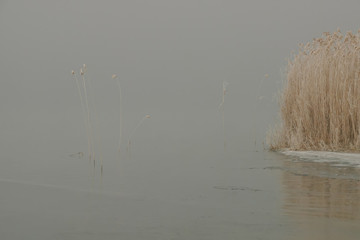 Spikelets stand in the water against the backdrop of fog and reeds