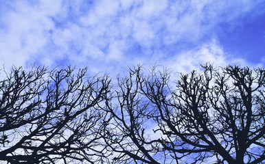 Dark tree branches against an Indigo sky with cumulonimbus clouds