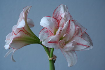 Hippeastrum Amaryllis Striped Amadeus. Beautiful patterns on white petals